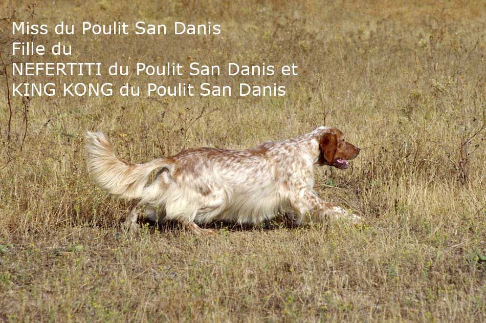 Miss du Poulit San Danis