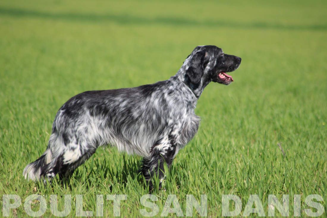 ANGIE PSD IMG 4370 Pedigree