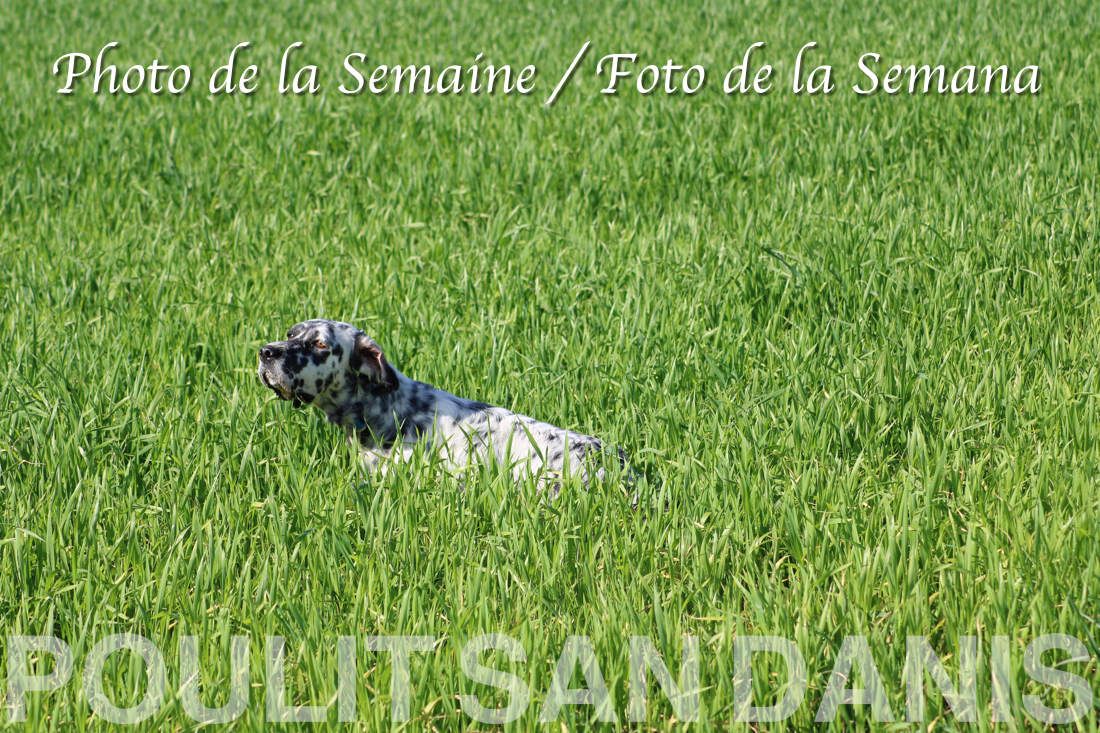 ANGIE du Poulit San Danis