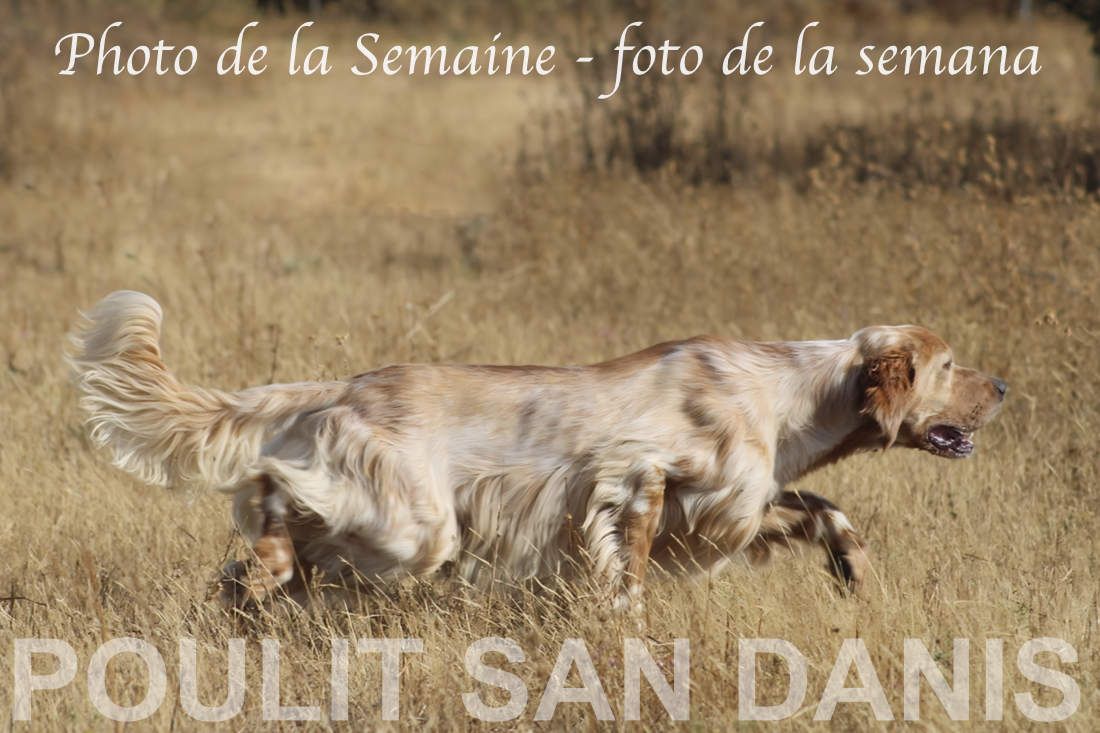 ANGIE du Poulit San Danis
